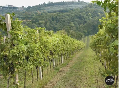 provolo vinrankor