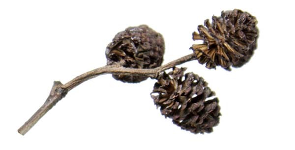 alkottar