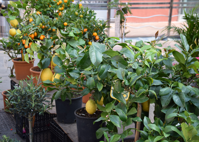 citron