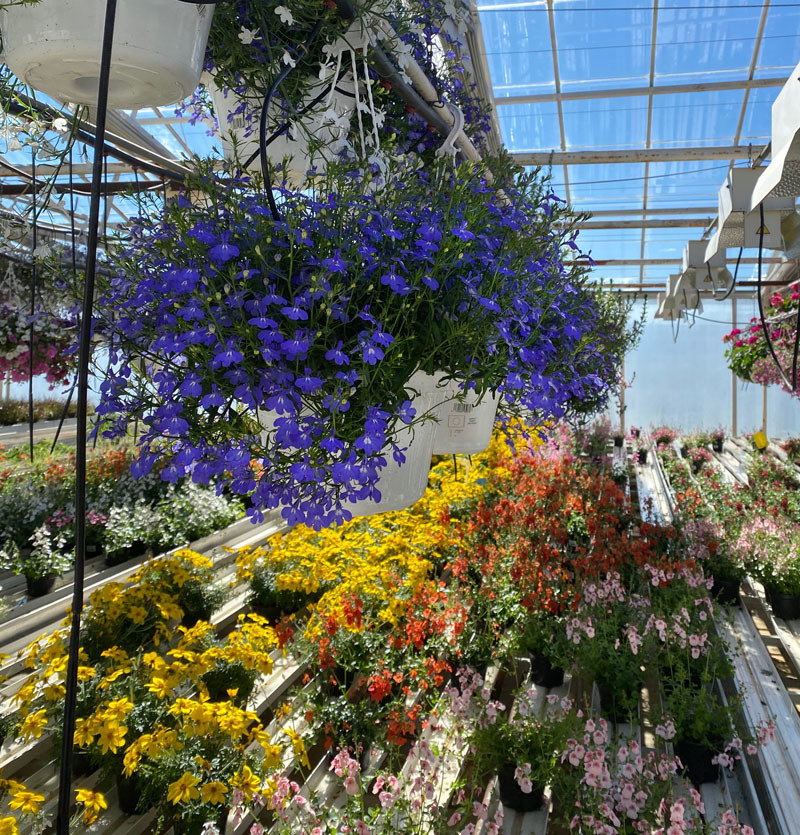 hanglobelia