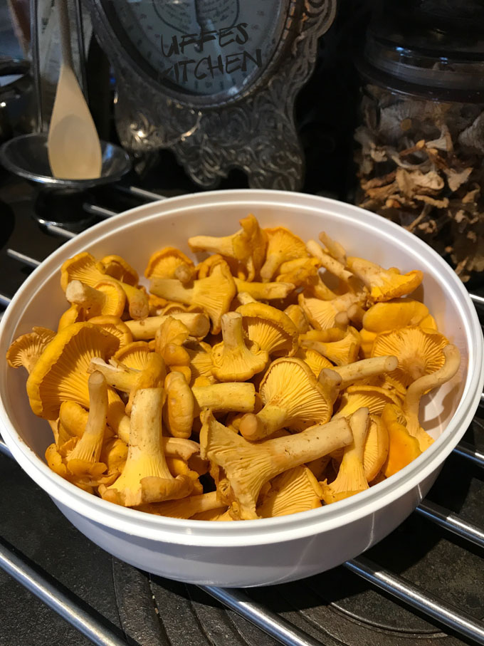 kantareller2