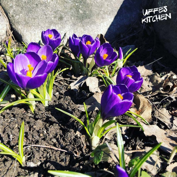 krokus