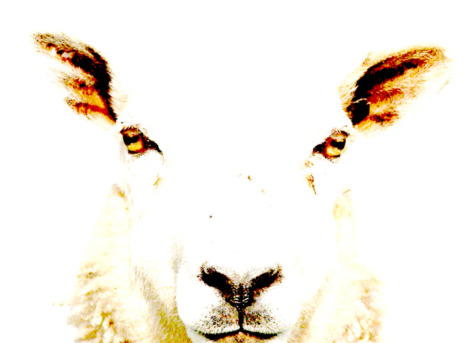 lammkotletter2