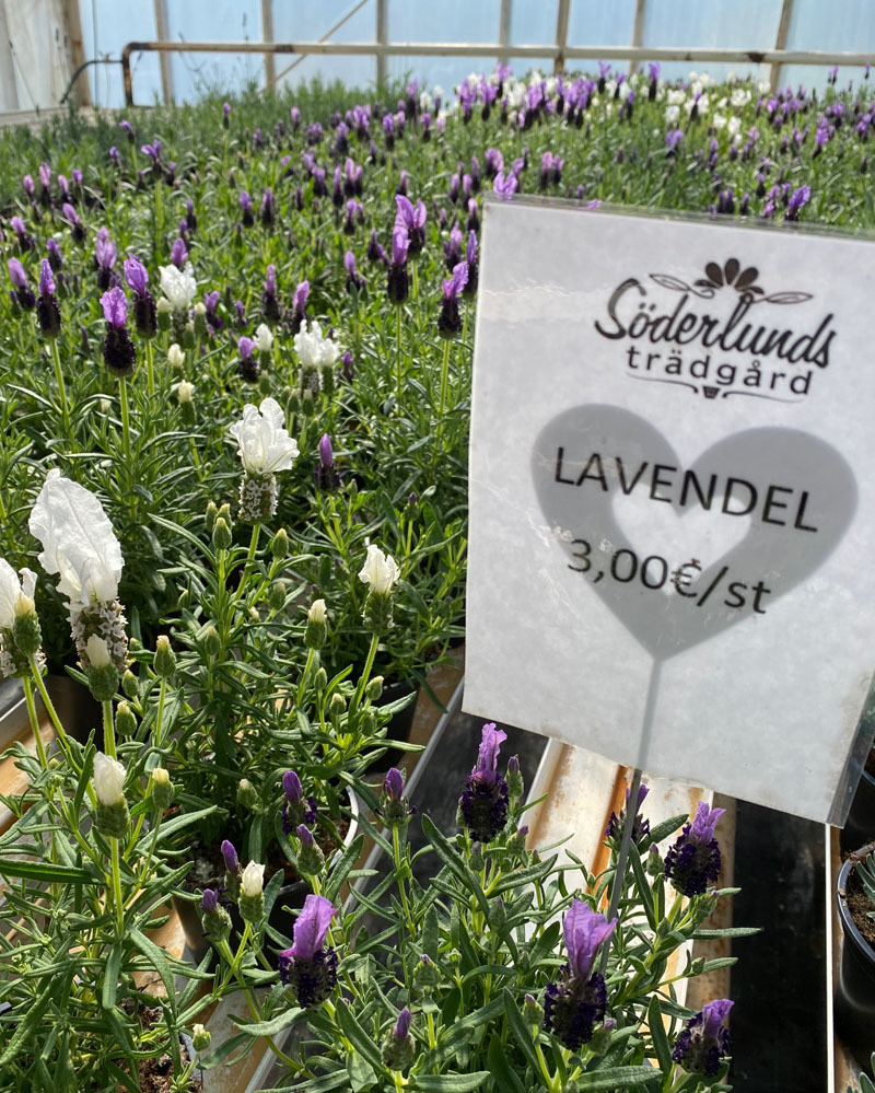 lavendel