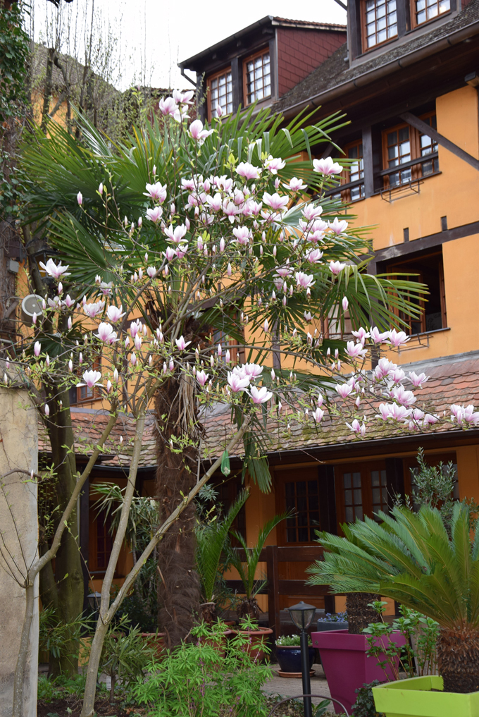 magnolia