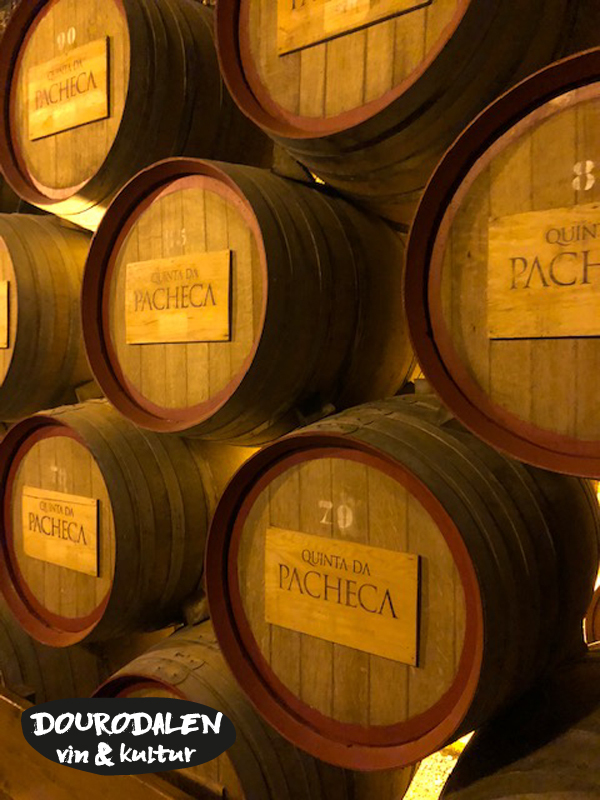 pacheca tunnor