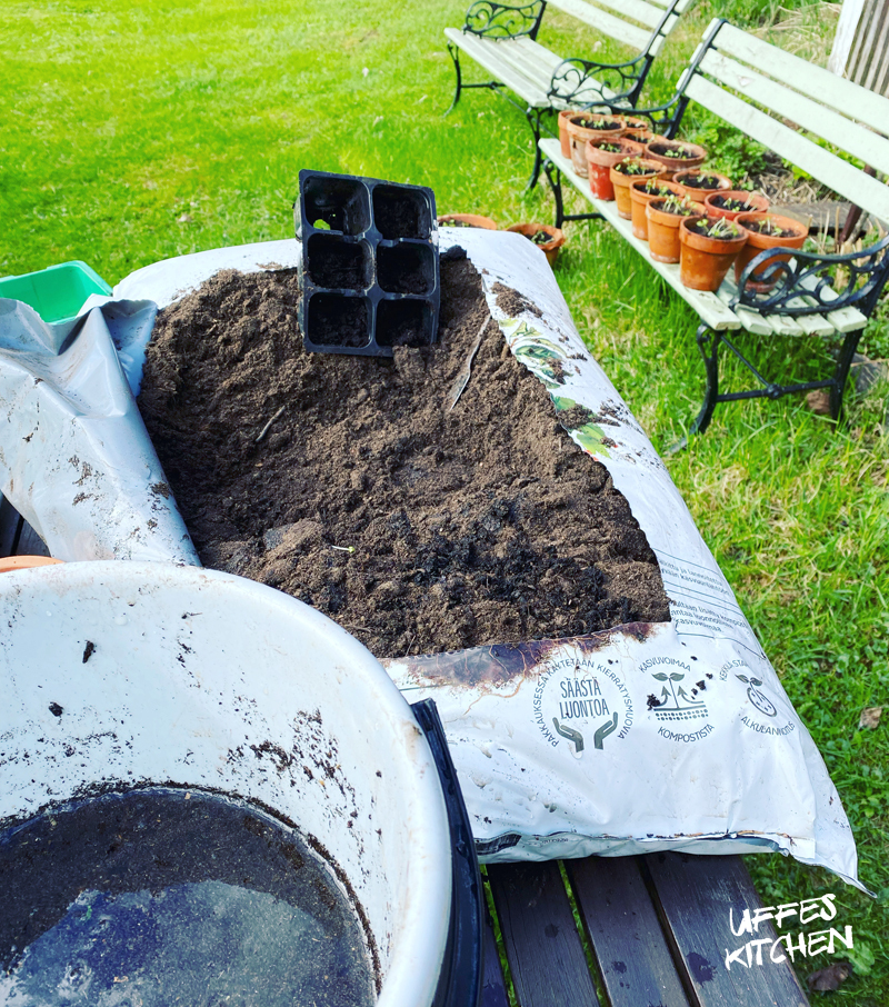 pesto plantering