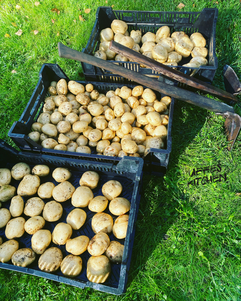 potatis6