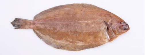 rodtunga3