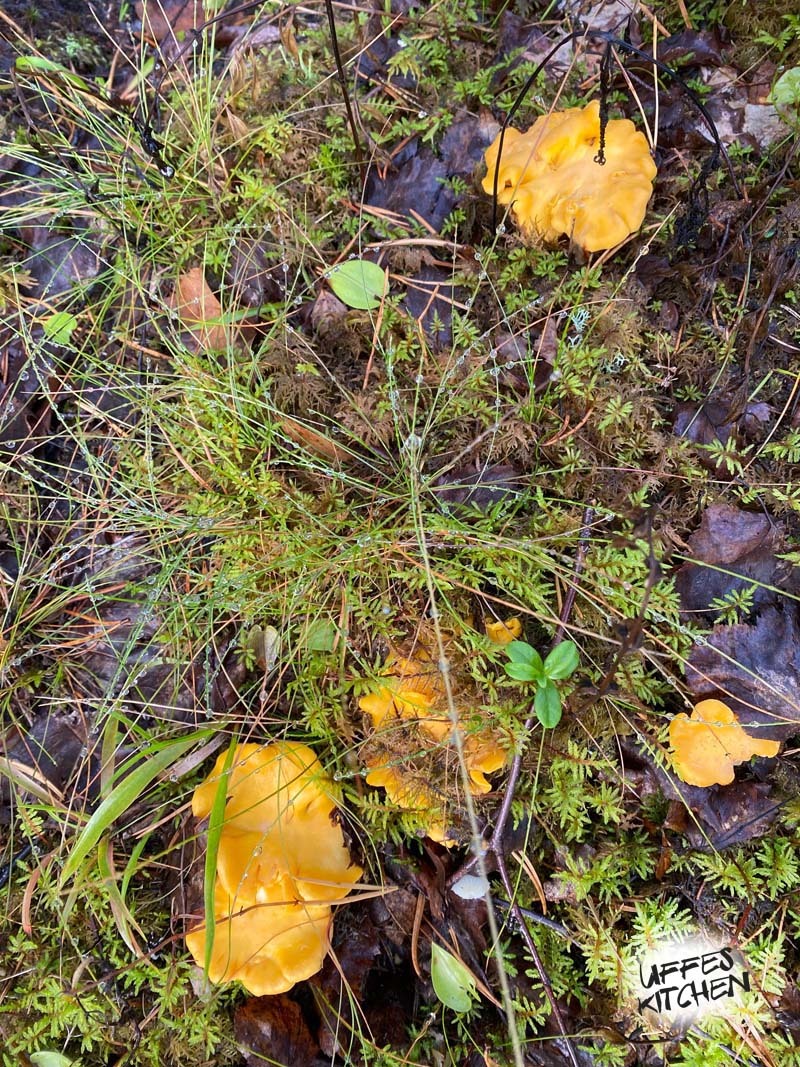 svampstalle3