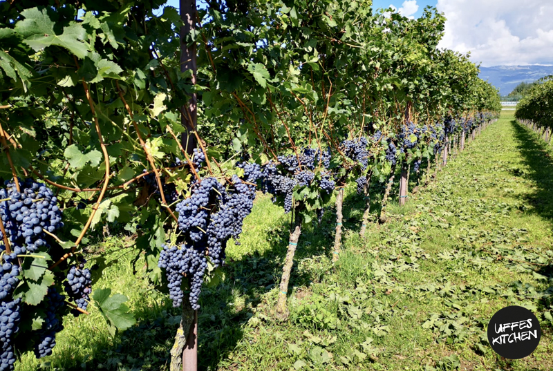 vinrankor